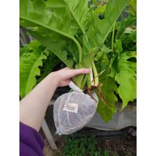 philodendron sp golden crocodile