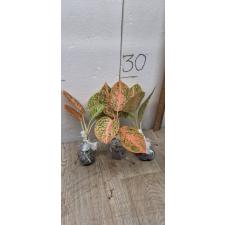 Aglaonema Sub mongkol - orange (stardust) A-121