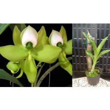 Цикнохес зеленогубый / Cyc. chlorochilon