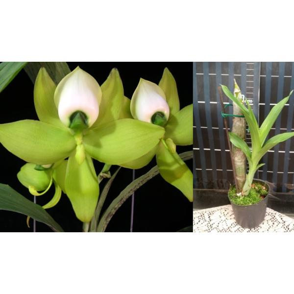 Цикнохес зеленогубый / Cyc. chlorochilon