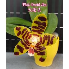 Фаленопсис «Дэвид Лим» / Phal. David Lim