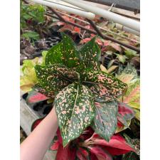 Aglaonema rub gold galaxy A-91