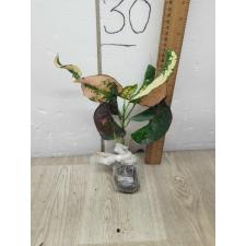 Codiaeum A40 Na korn luang
