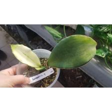 Sansevieria elliptica x masoniana (silver variegated)(pot)740