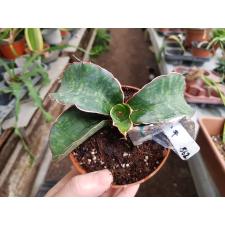 Sansevieria Dragon Wing (M) 562