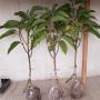 Michelia champaca Dwarf (Indonesia)(grafted)
