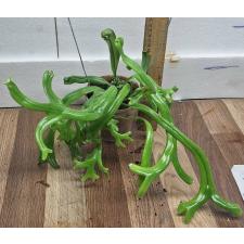 Пиррозия лонгифолия "Крестата" / Pyrrosia longifolia ‘Crestata (M) 