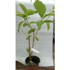 Citharexylum spinosum 8 см pot