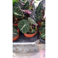 Alocasia 'black Velvet' 12 cm pot 17,11