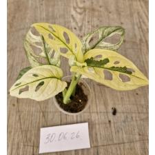 Монстера адансонии варегатная Минт / Monstera adansonii variegated Mint