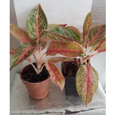 Aglaonema BA-4 Legacy Д
