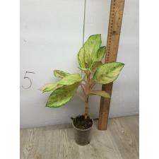 Aglaonema Frozen pot