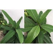 Фикус сп.(Т38)(Длинный лист) / Ficus sp.(T38)(long leaf).