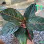 Aglaonema T11 Sombat Siam green