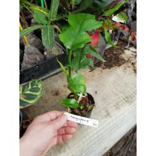 Philodendron sp.(T32) 503 pot