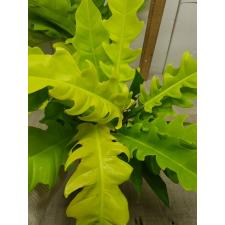philodendron sp golden crocodile