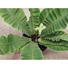 Асплениум 'Сильвер Винг' / Asplenium 'Silver Wing'