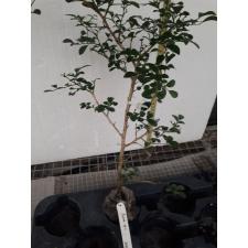 Murraya paniculata Dwarf 206