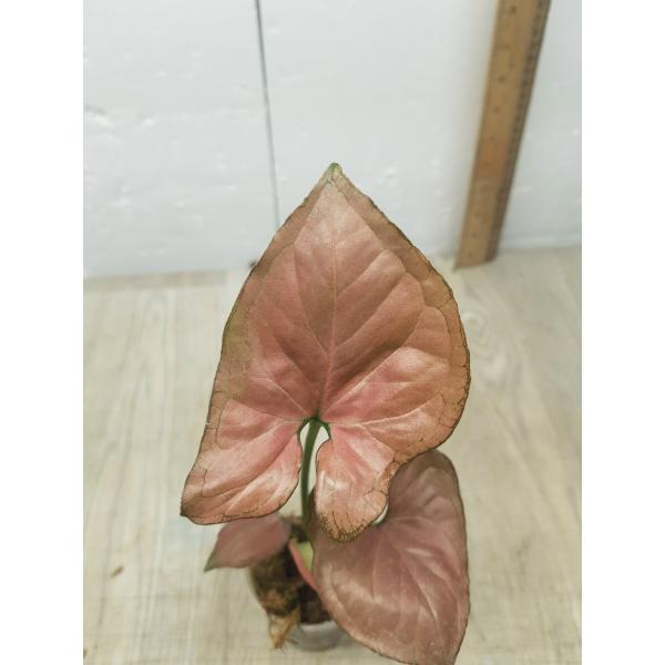 Syngonium Orm Nak (thick leaf) (pink form)