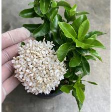 Ixora sp.(T15) white flower 174 