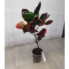 Codiaeum Kaew Klaw 38 - 1900p