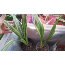 sansevieria guineensis cream variegata 592/1