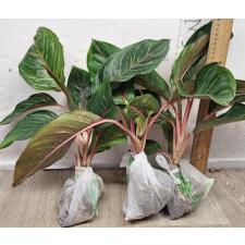 Аглаонема Сомбат Сиам зеленый / Aglaonema Sombat Siam green A-43