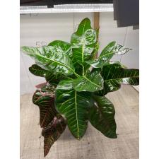 Codiaeum Tri Noosara 79 (L)