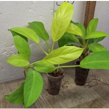 Филодендрон Малай Голд / Philodendron malay Gold 