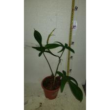 Philodendron squamiferum  pot