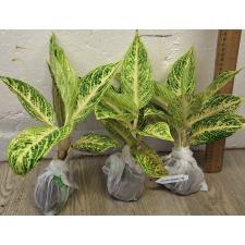 Аглаонема Легаси - белая / Aglaonema Legacy - white A-109