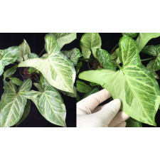 Syngonium Three Kings (mutation).