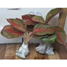 Аглаонема Саб Монгкол. / Aglaonema Sub Mongkol A-37