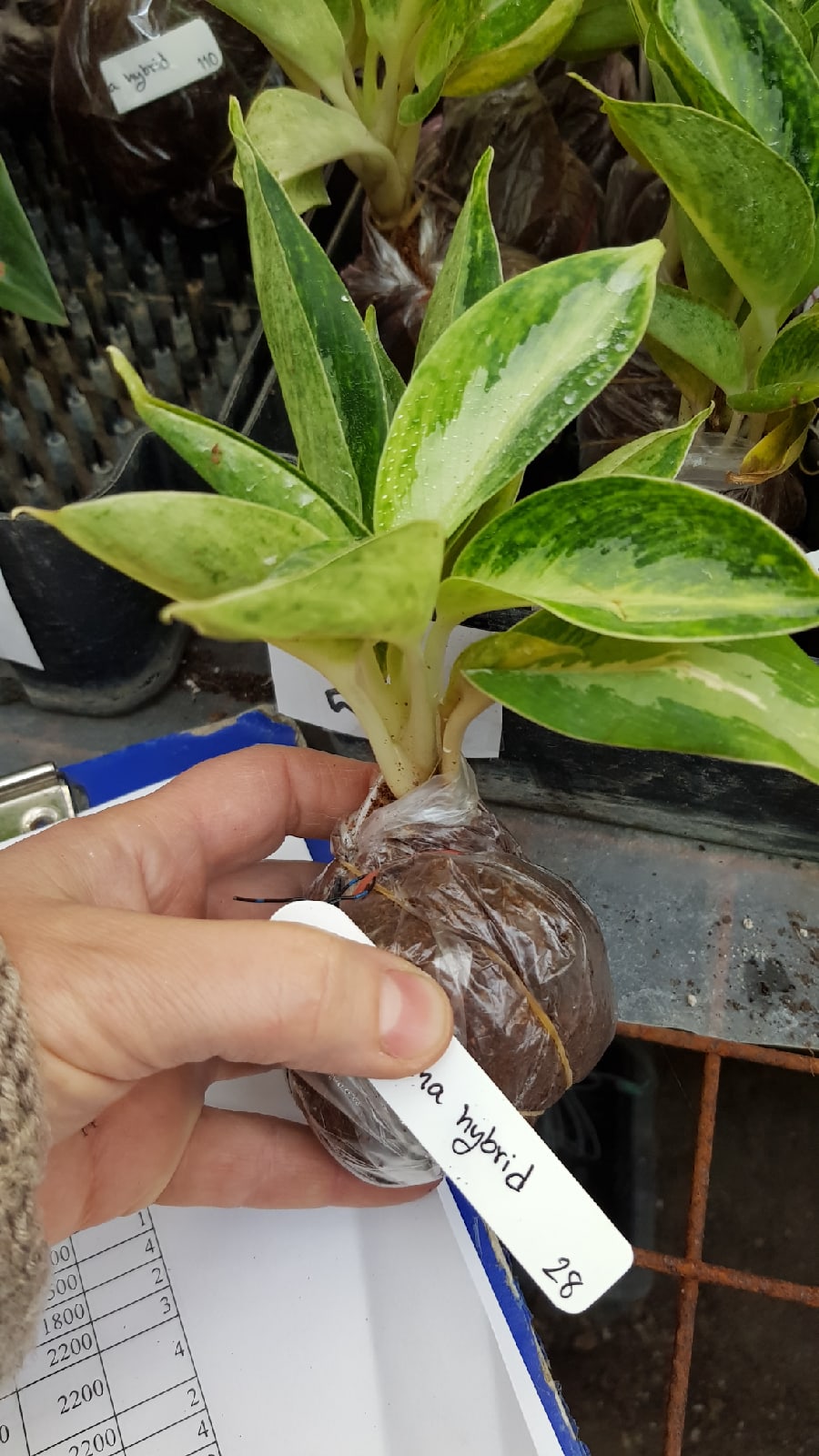 Aglaonema Elephant Ears (Dwarf).28 - купить по выгодной цене в Растения ...