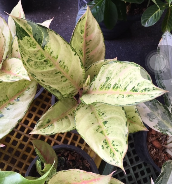 Аглаонема вайт валентин фото Aglaonema Brilliantly - купить по выгодной цене в Растения-Почтой.РФ